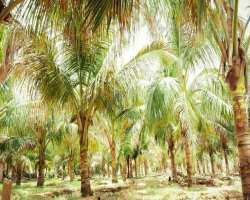 The beach was originally farmland bought by 2 men, The beach was originally farmland bought by 2 men, namely, Henry and Charles Lum in the year 1870. The land ran about 165 acres, bought for the purpos